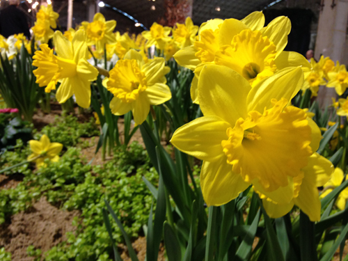 Daffodils from GROW Residential